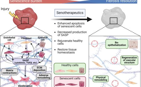 Senescence and tissue fibrosis