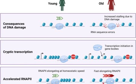 Transcriptional elongation in aging!