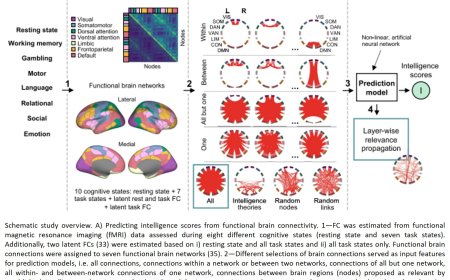 Machine learning prediction of human intelligence