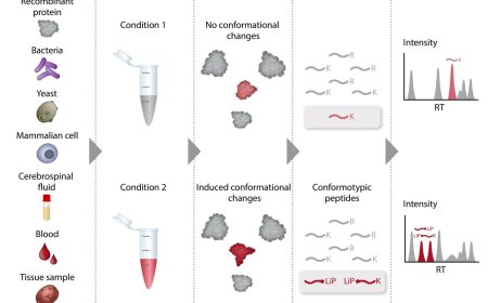 Protein conformations with limited proteolysis coupled to mass spectrometry