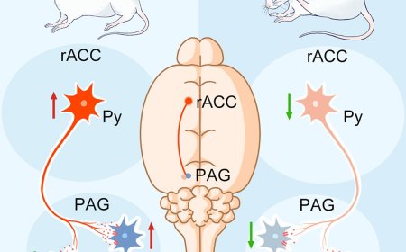 An excitatory neural circuit for descending inhibition of itch processing