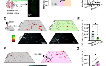 Electrical and calcium signal coupling in brain blood flow regulation