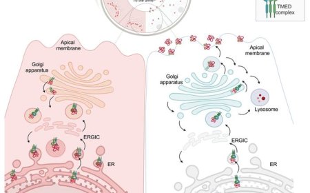 Uromodulin trafficking rescued in kidney disease