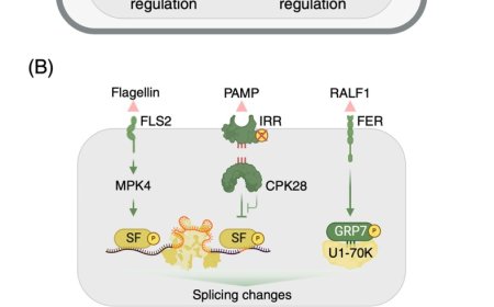 Pathogen-responsive alternative splicing in plant immunity