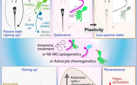 How ketamine promotes behavioral perseverance