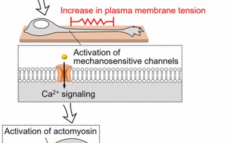 Mechanical signaling in neuronal migration