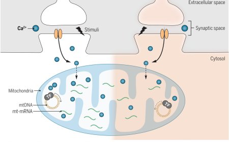 Decoupled neuronal activity and mitochondrial function in aging
