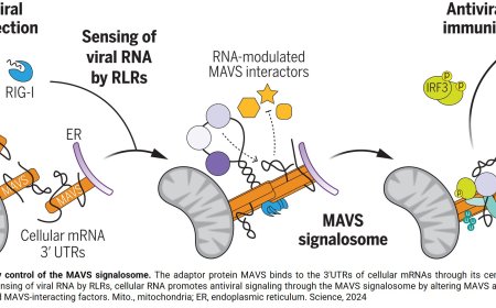 Antiviral defense by cells’ own RNA