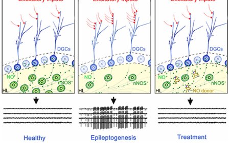 Chronic nitric oxide (NO) donor treatment for epilepsy