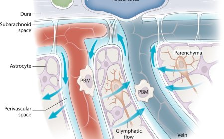 Brain health and waste clearance in aging
