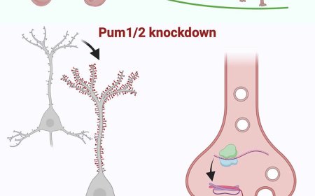 Pumilio RNA-binding proteins regulate synapse density