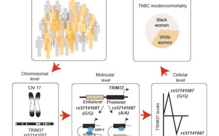 Genetic determinants of the racial disparity in breast cancer