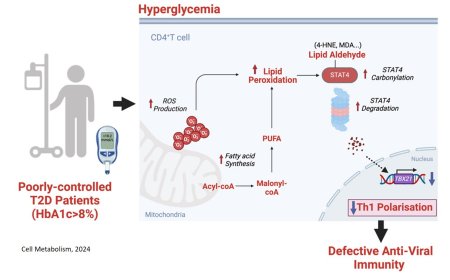 Why diabetic patients are prone to severe viral infections?