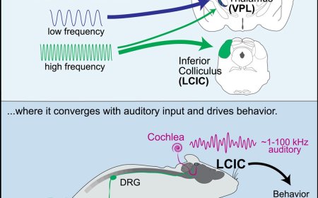 How sound and vibration converge in the brain to enhance sensory experience