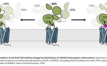 Structural determinants of adhesion G protein-coupled receptors unraveled!