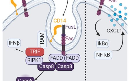 Cell death or inflammation decision maker identified!