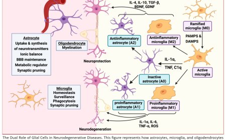 Neuroglia in Neurodegeneration
