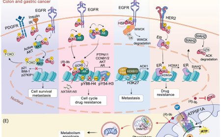 ACK1/TNK2 kinase: molecular mechanisms and emerging cancer therapeutics
