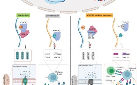 Oncogene that helps immune evasion of blood cancer identified!
