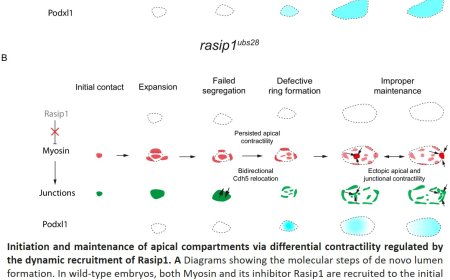 Blood vessel lumen formation and maintenance