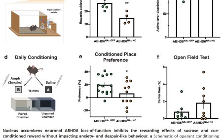 Brain lipase role in diet induced obesity