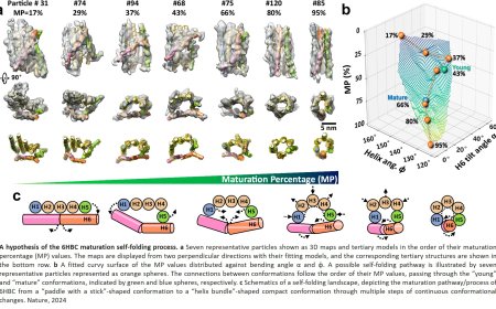 Structure of RNA self-folding!