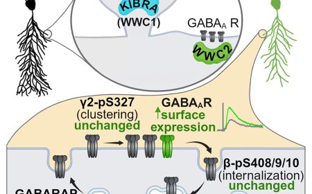 Synapse class-selective functions for WWC proteins!