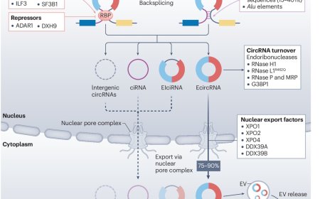 Circular RNA in cancer