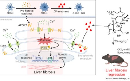 A natural small molecule alleviates liver fibrosis by targeting apolipoprotein L2