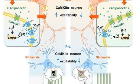 Brain circuit regulating methamphetamine-associated memory