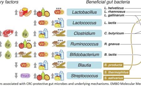 Beneficial microbiome and diet interplay in early-onset colorectal cancer