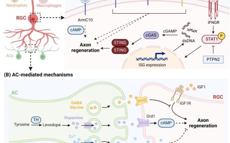 Optic nerve regeneration therapeutics