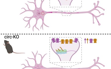 Regulation of glutamatergic signaling by tripartite circRNA/mRNA/miRNA interaction