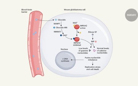 Treating glioblastoma with brain-penetrating molecule