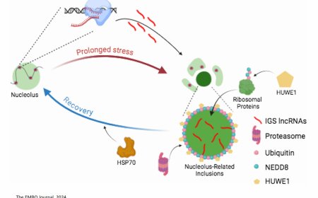 A nuclear protein quality control system for elimination of nucleolus-related inclusions