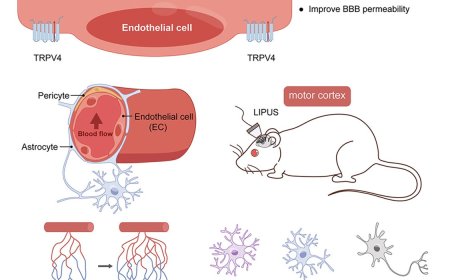 Low-intensity pulsed ultrasound modulates disease progression in ALS