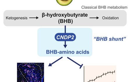 Ketone metabolites from shunt pathway prevents obesity