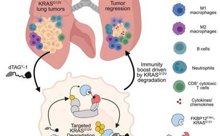 Animal model for antitumor immunity in lung cancer