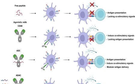 New antibody for cancer treatment?
