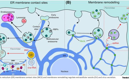The endoplasmic reticulum as a cradle for virus and extracellular vesicle secretion