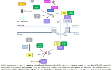 The pro-oncogenic noncanonical activity of a RAS•GTP:RanGAP1 complex facilitates nuclear protein export