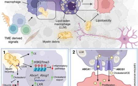 Myelin recycling by macrophages fuel brain cancer malignancy
