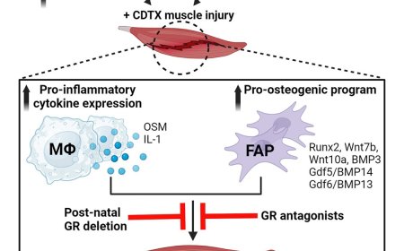 How muscle repair derails after spinal cord injury