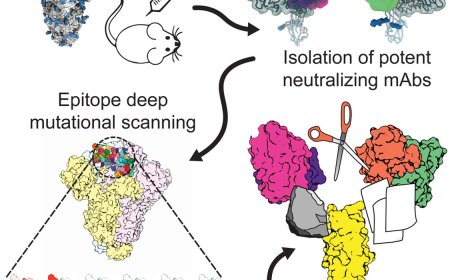 Broadly neutralizing antibodies against emerging delta-coronaviruses