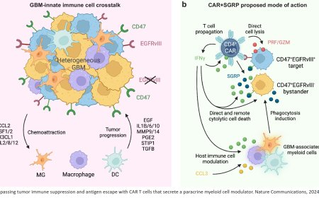 Immunotherapy for glioblastoma and its microenvironment
