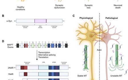 How Tau and α-Synuclein undermine synaptic health