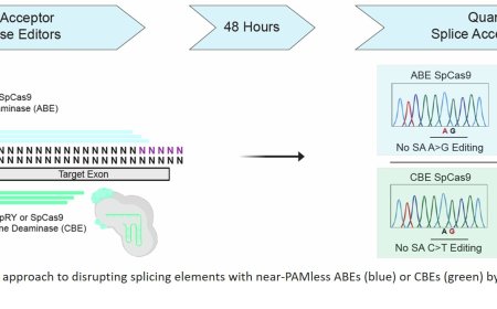 Gene editing tool reduces Alzheimer’s plaque precursor in mice