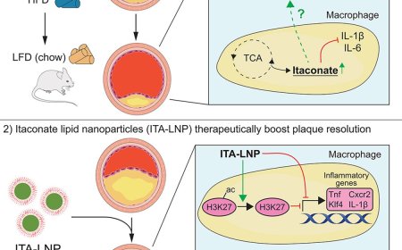 Nanoparticle-based itaconate treatment for atherosclerotic plaque resolution