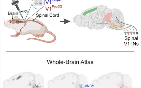 Brain map of descending motor pathways