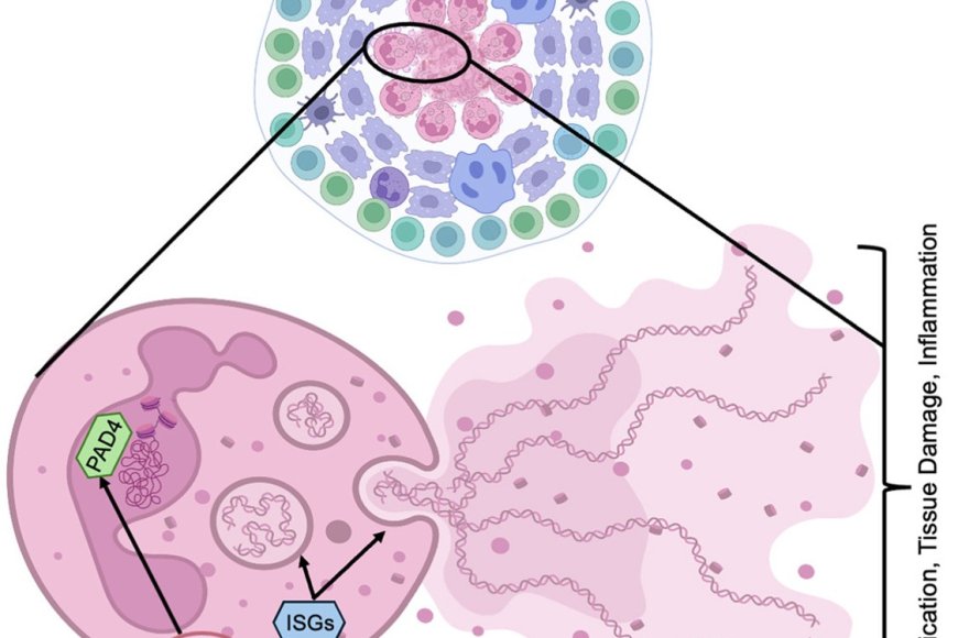 Blocking Mycobacterium Tuberculosis Replication Sciencemission